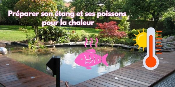 Préparer son étang et ses poissons pour la chaleur : conseils pratiques ☀️?