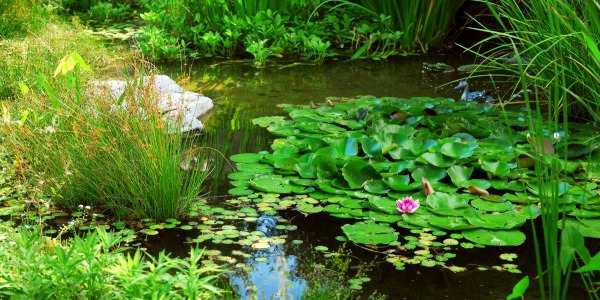 Comment maintenir une bonne qualité d’eau pour assurer la santé des poissons dans un étang naturel ?