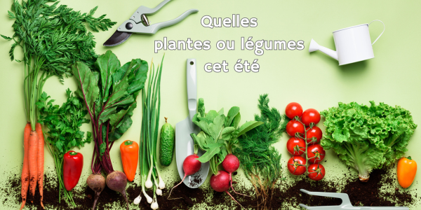 Quelles plantes ou légumes à planter cet été?